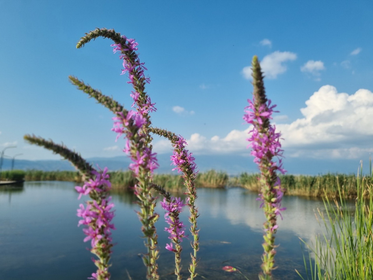  Fuk Tak bungalovi Dojran 